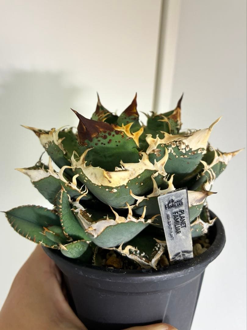 Agave titonota アガベチタノタ　冰雹LIZE血統　子株