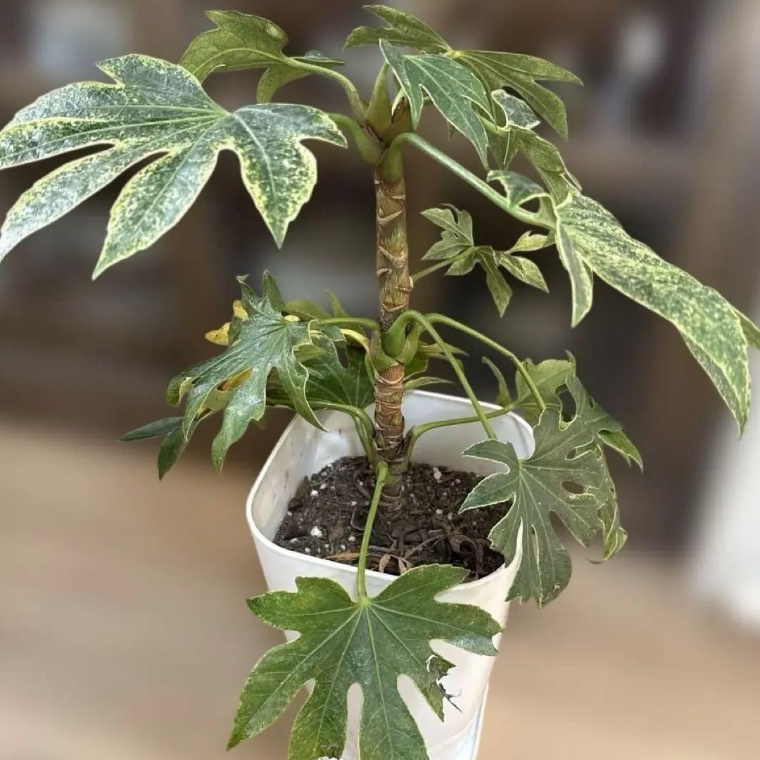 【希少】ヤツデ・スパイダーウェブ 約60cm 大型 観葉植物 シンボルツリー