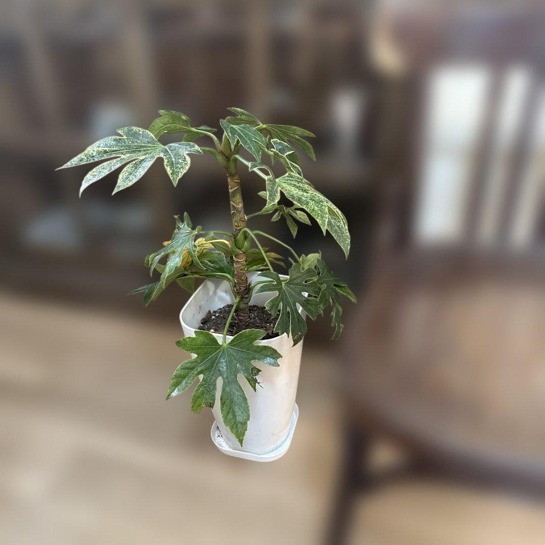 【希少】ヤツデ・スパイダーウェブ 約60cm 大型 観葉植物 シンボルツリー