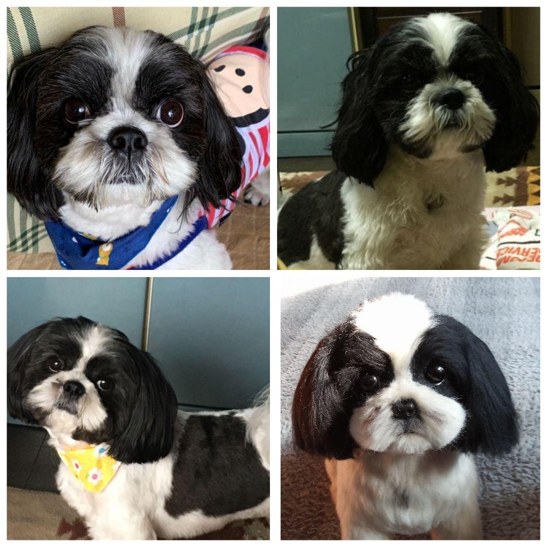 愛犬さんの羊毛フェルトオーダー・kenjistar様ご確認専用