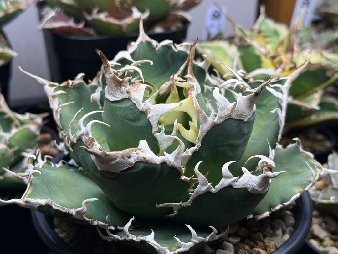 アガベ オテロイ　イタリアメリクロン