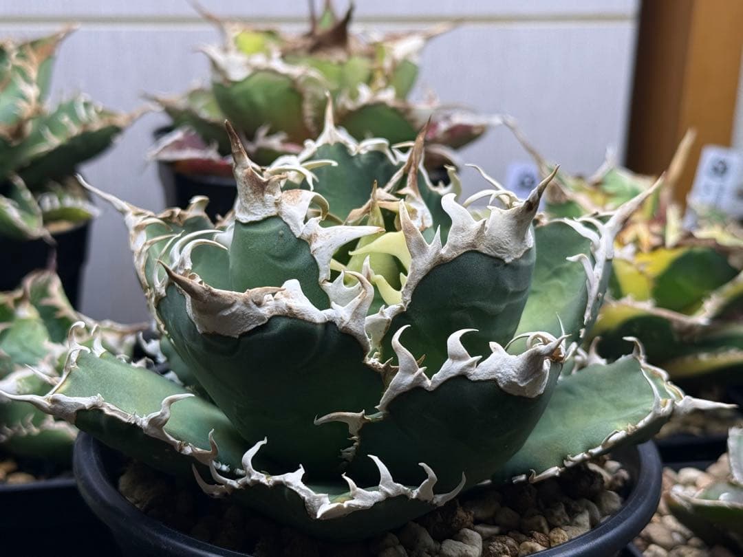 アガベ オテロイ　イタリアメリクロン