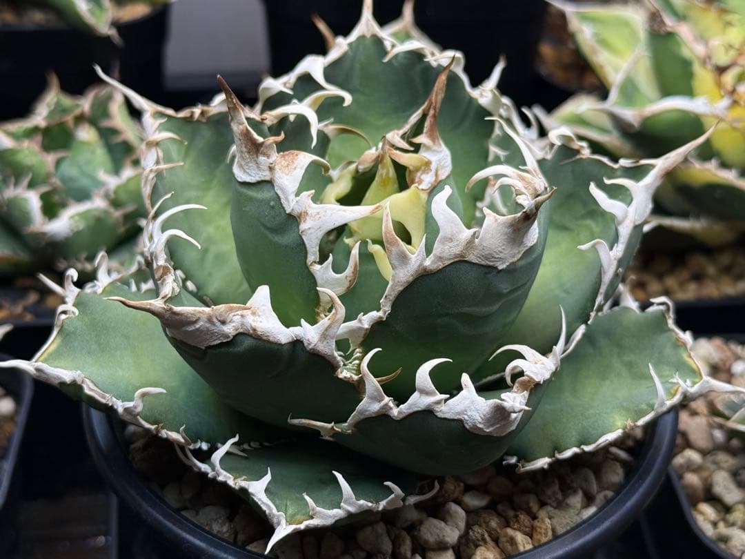 アガベ オテロイ　イタリアメリクロン