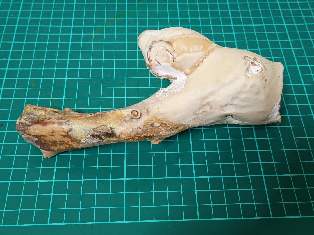 深海松　海松珊瑚　レインボーコーラル　天然素材　原木　約554g程度