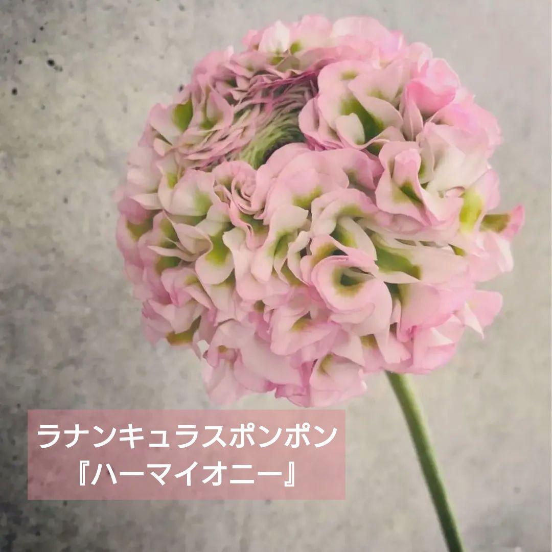 透け感ピンク ラナンキュラス 大苗 ポンポン『ハーマイオニー』大苗 メルカリ便♪