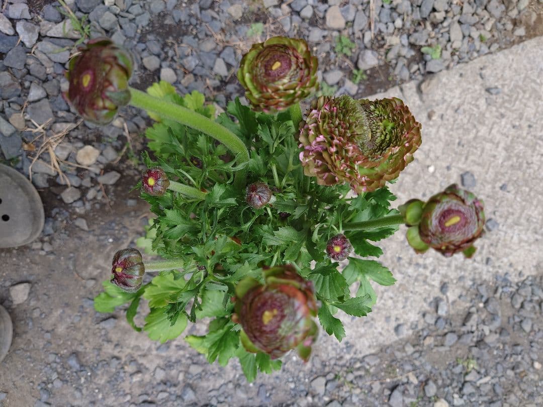 透け感ピンク ラナンキュラス 大苗 ポンポン『ハーマイオニー』大苗 メルカリ便♪