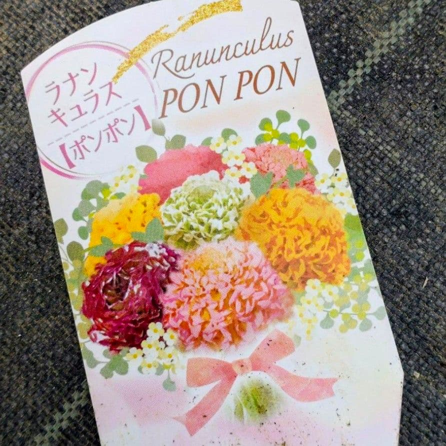 透け感ピンク ラナンキュラス 大苗 ポンポン『ハーマイオニー』大苗 メルカリ便♪