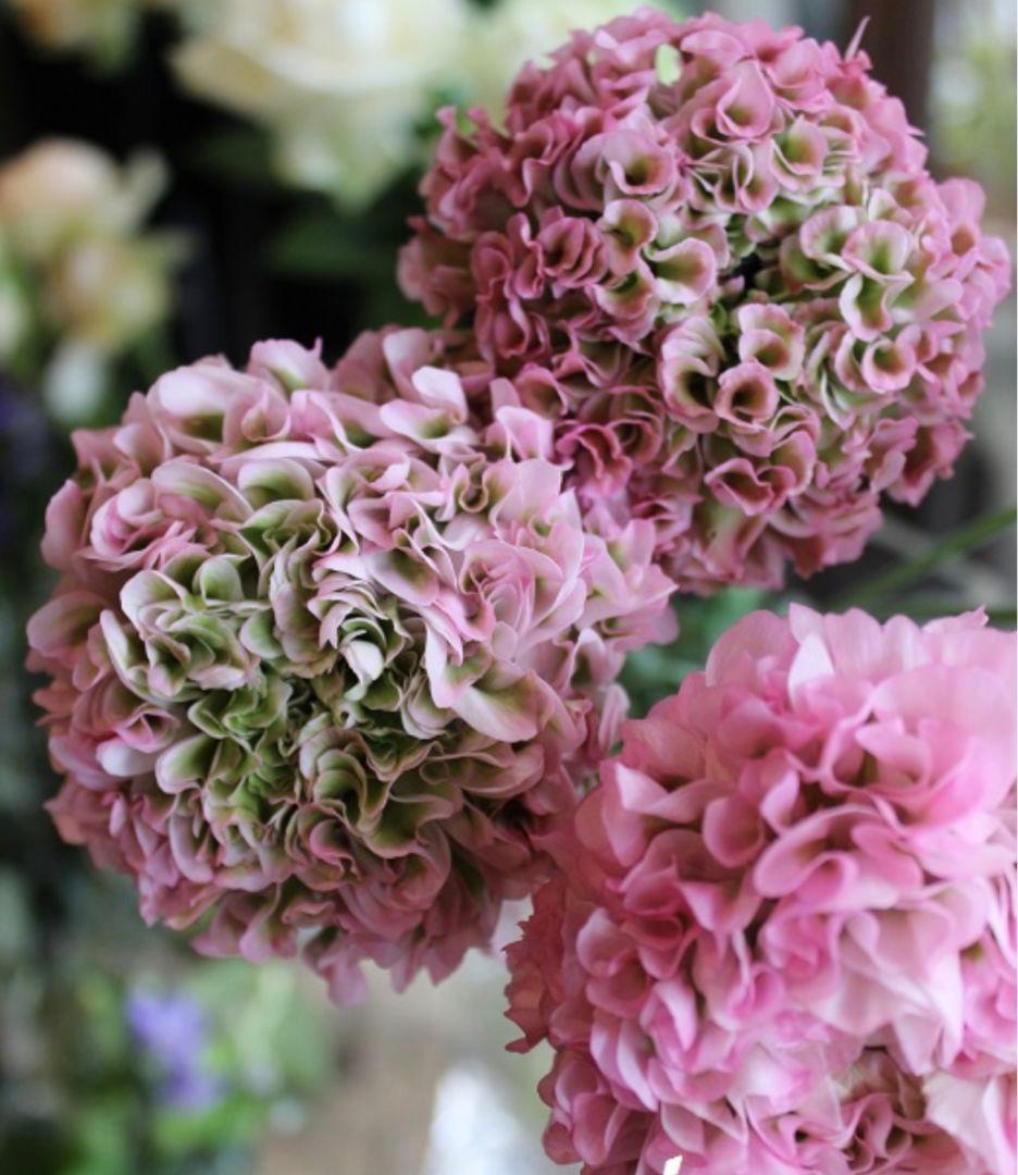 透け感ピンク ラナンキュラス 大苗 ポンポン『ハーマイオニー』大苗 メルカリ便♪