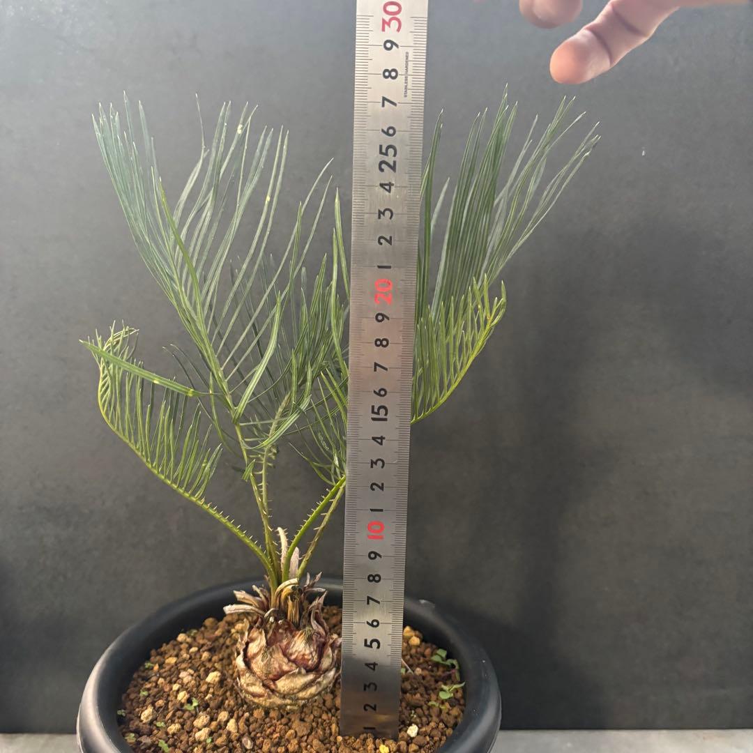 ⑤サイカス・カイルンシアナ Cycas cairnsiana