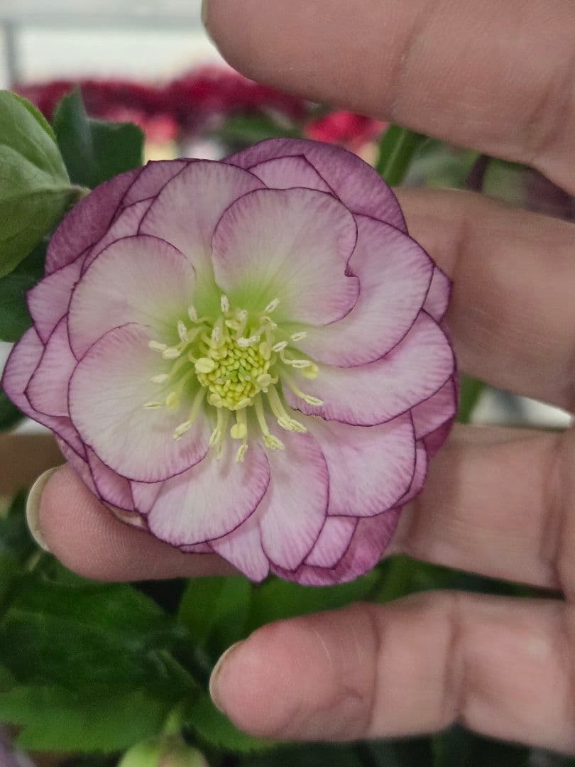 ☆クリスマスローズ☆リバースピンク☆八重咲き☆6号鉢☆