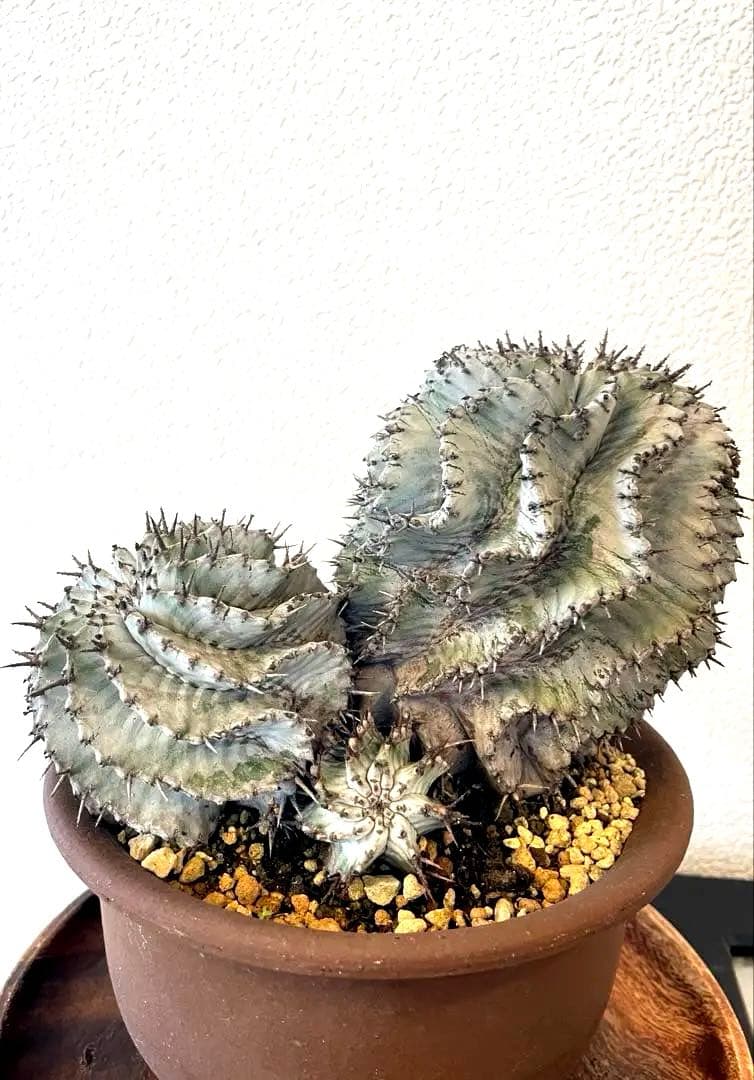 ホリダ　ストリアータ　ユーフォルビア