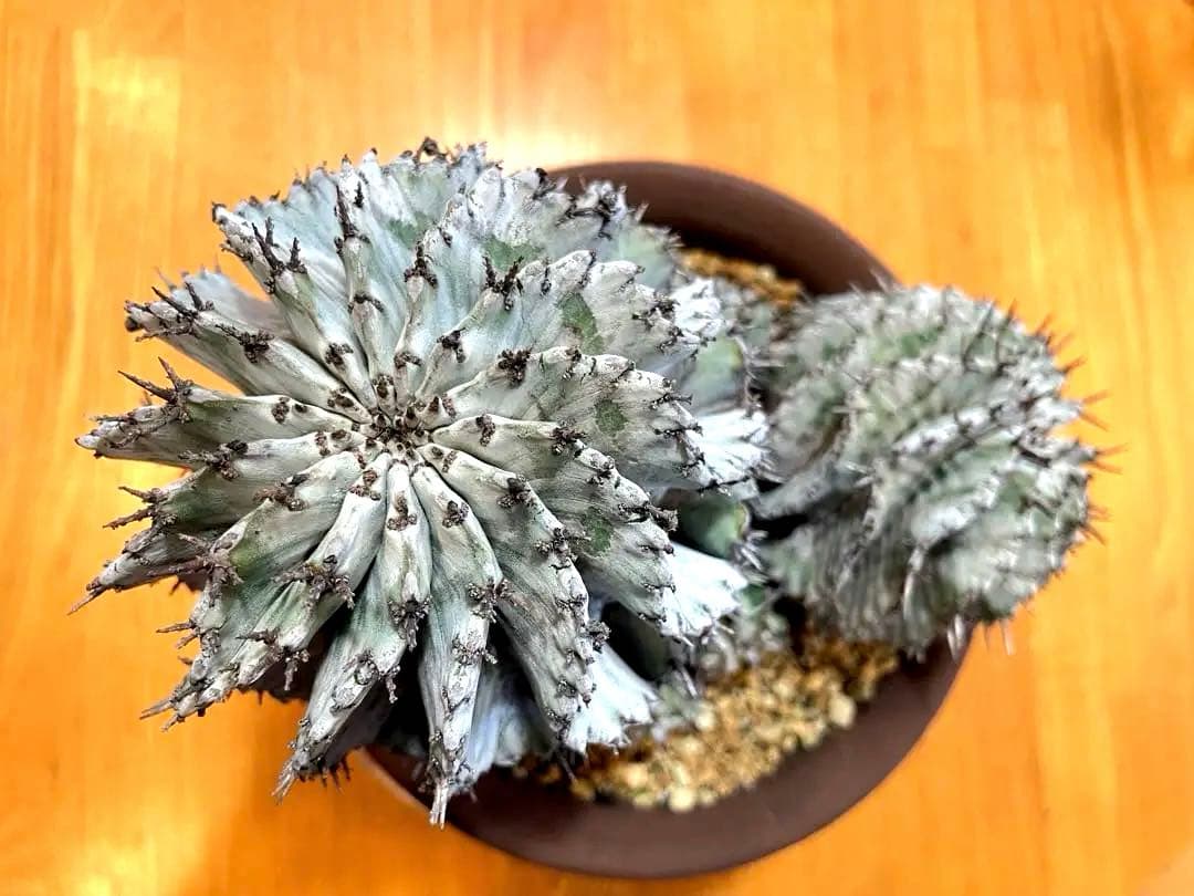 ホリダ　ストリアータ　ユーフォルビア