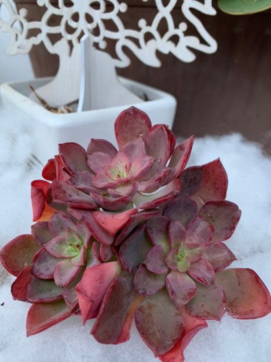 韓国苗♪ノーブル♪カット苗♪