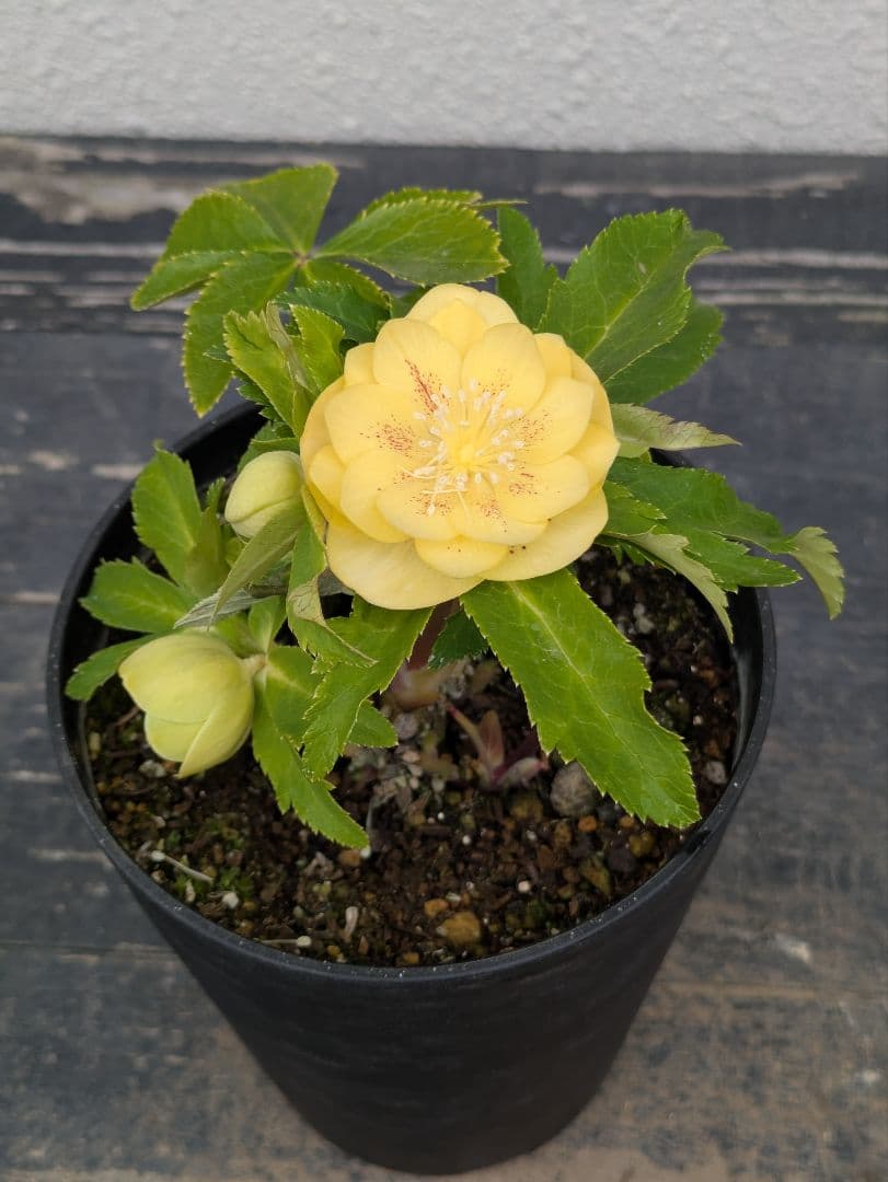 広瀬園芸 クリスマスローズ 小輪グリーンゴールド dd レッドスポット 多花性