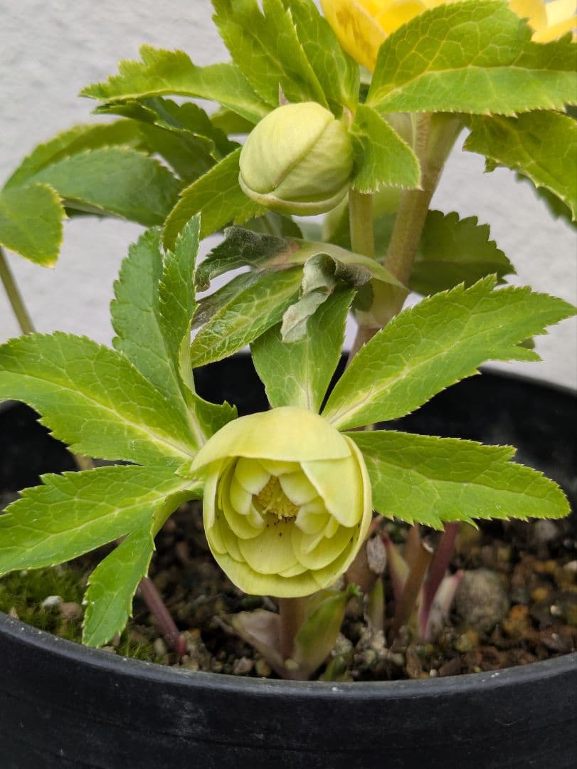 広瀬園芸 クリスマスローズ 小輪グリーンゴールド dd レッドスポット 多花性