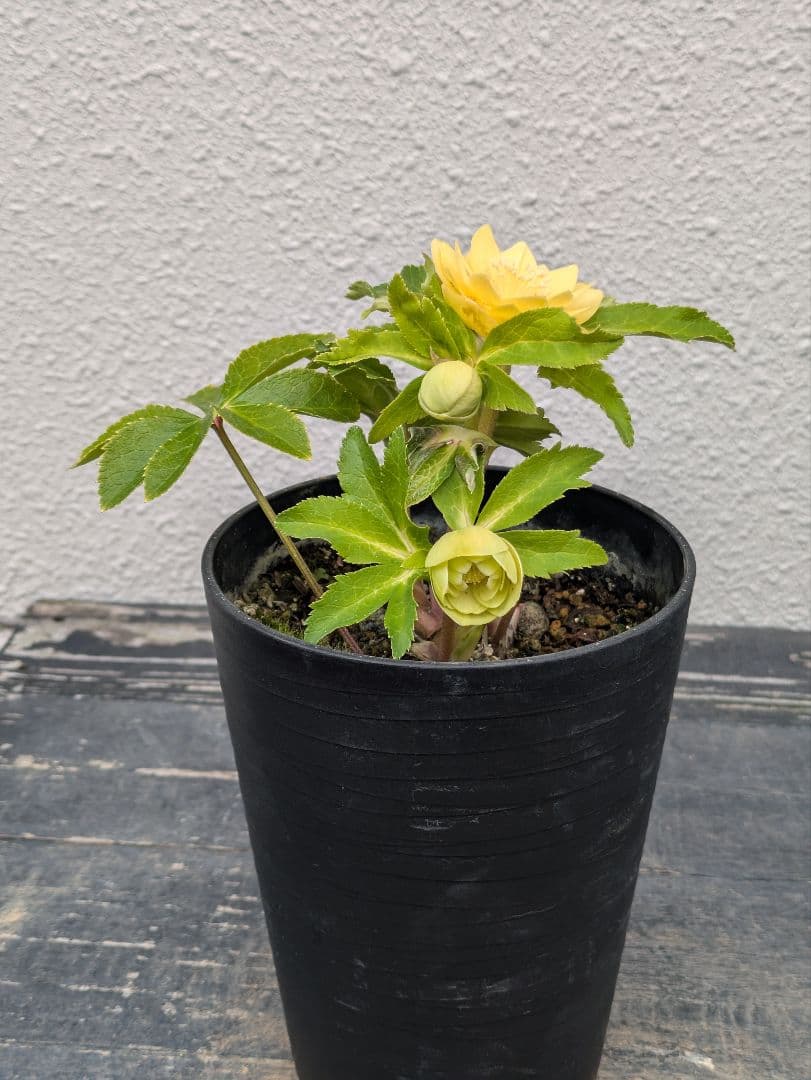 広瀬園芸 クリスマスローズ 小輪グリーンゴールド dd レッドスポット 多花性