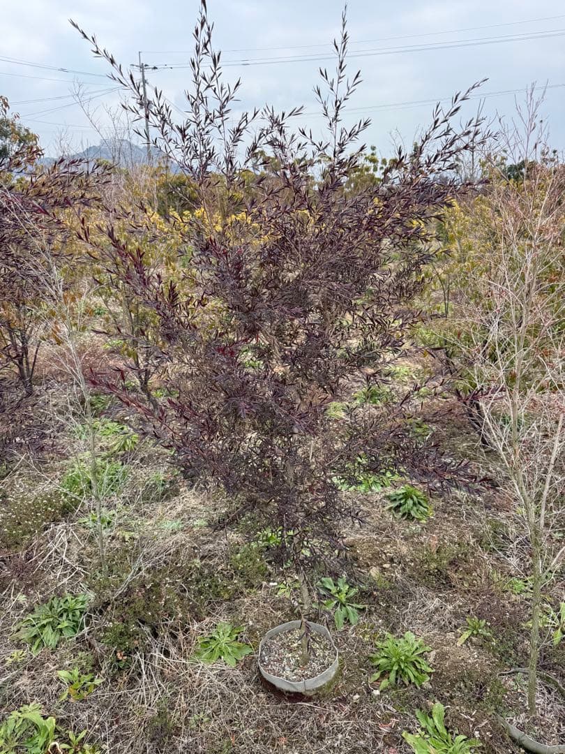 レプトスペルマム・カッパーグロウ　②