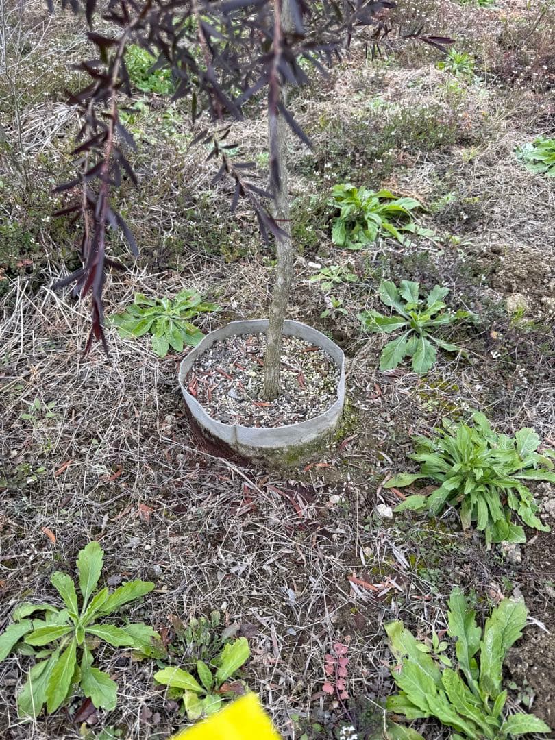 レプトスペルマム・カッパーグロウ　②