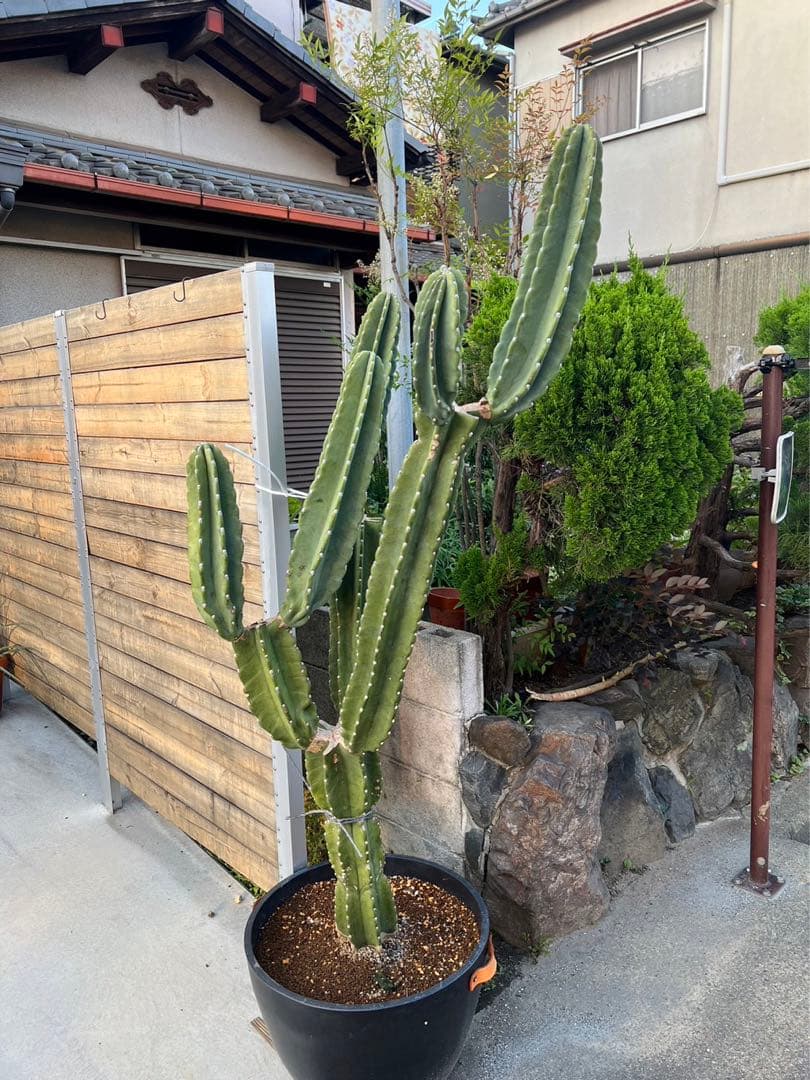 柱サボテン　ブランチ　切り込み仕立て