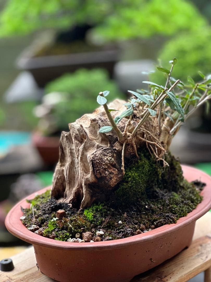 古いオリーブ盆栽