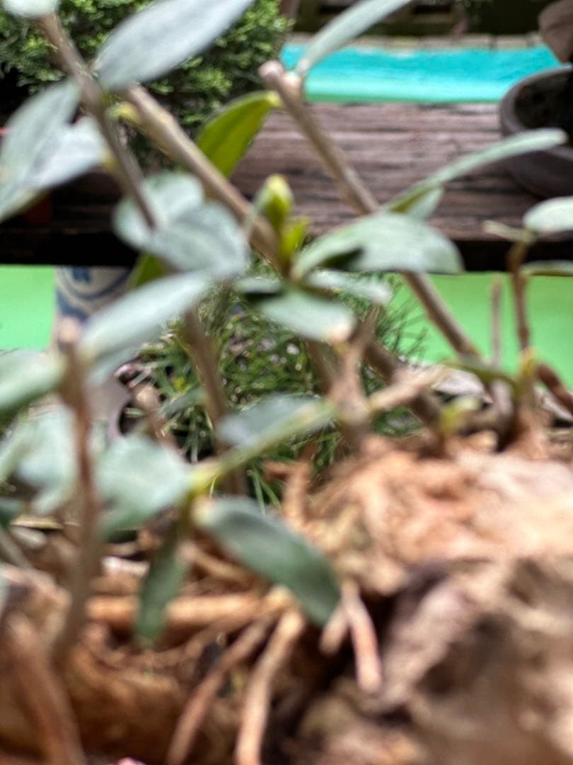 古いオリーブ盆栽