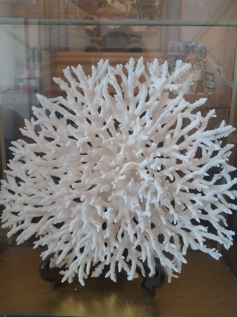 巨大珊瑚！値段交渉致します。