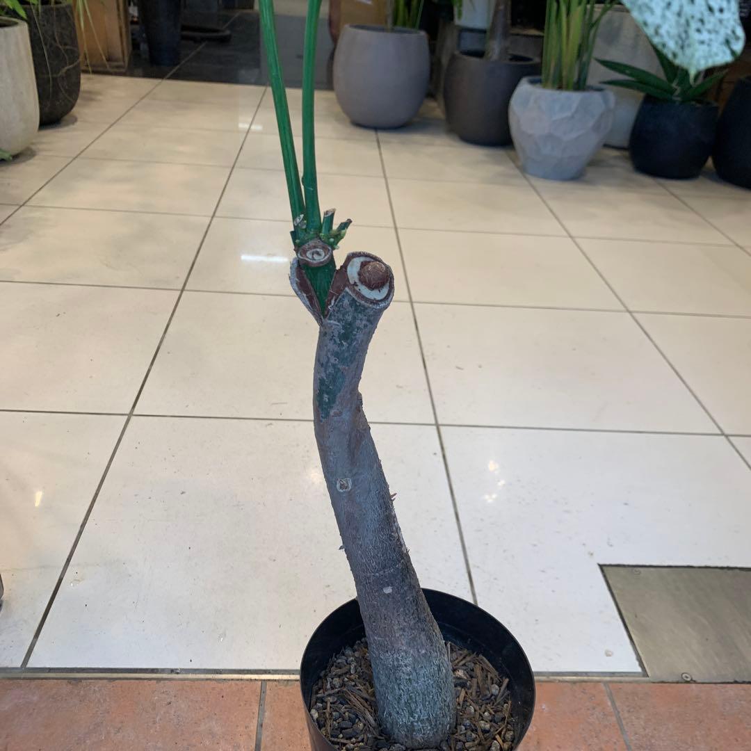 パキラ ミルキーウェイ 5号 3