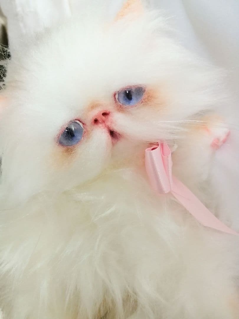 ６ヶ月♡子猫ちゃん♡エキゾチックロングヘア♡アートドール♡ぬいぐるみ♡綺麗な子♡
