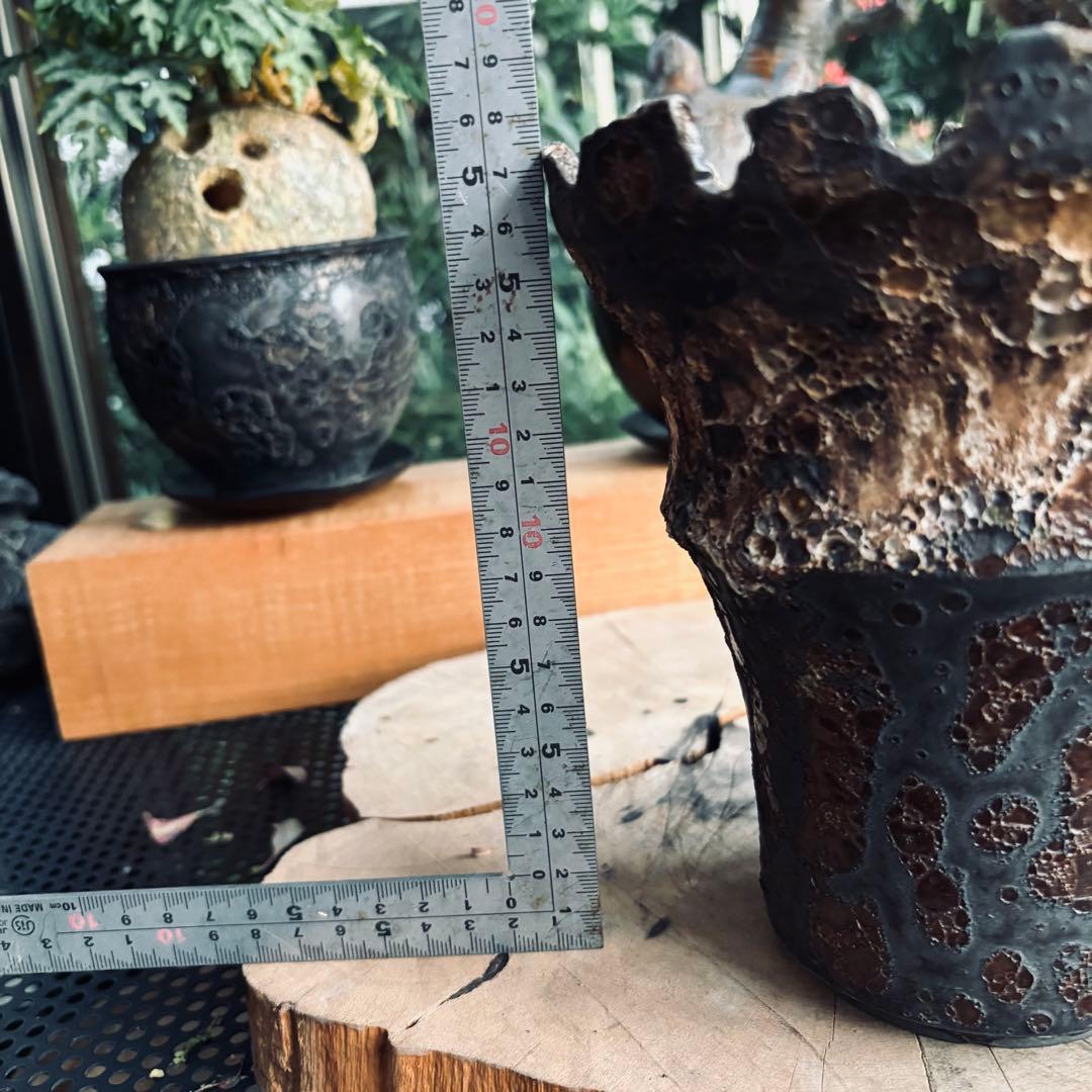 中川智治 大鉢 ロングポット 灌木 パキプス コーデックス 塊根 ユーフォルビア