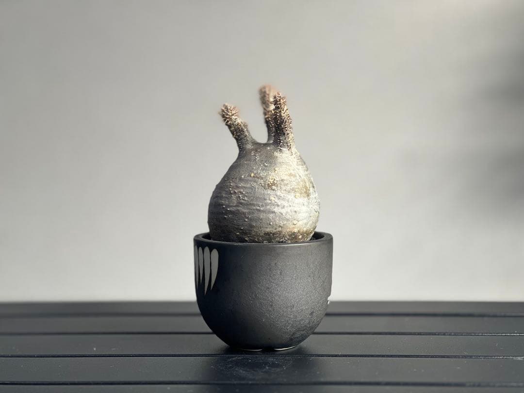 【休眠中】パキポディウム・グラキリス 現地球 VALIEM④