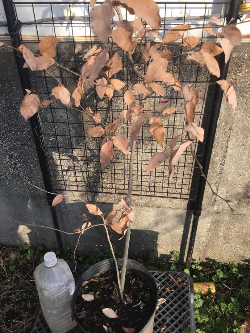 ヤマコウバシ１７０センチ