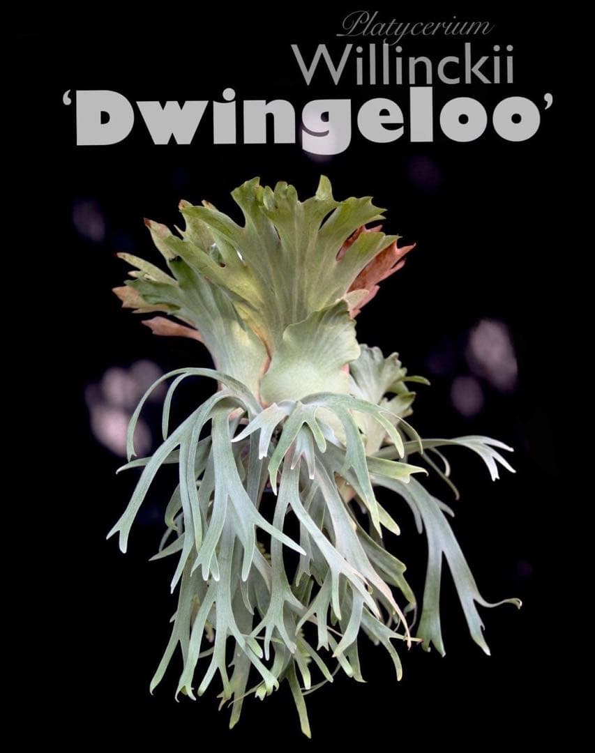 ビカクシダ P. willinckii Dwingeloo (pup)