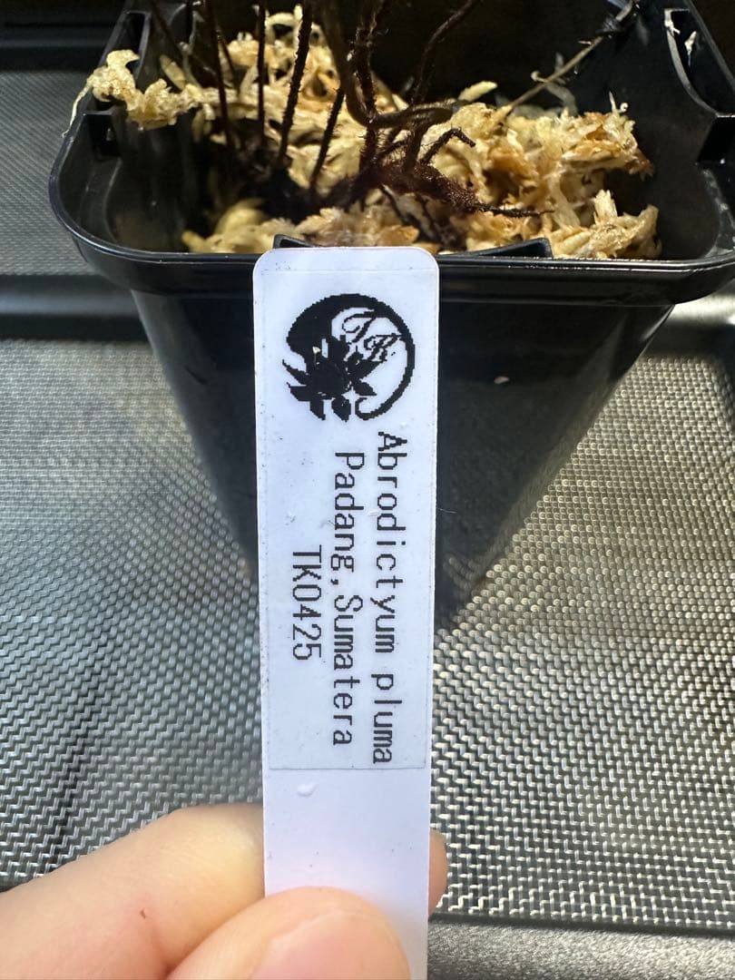 Abrodictyon pluma シダ　コケシノブ　熱帯植物