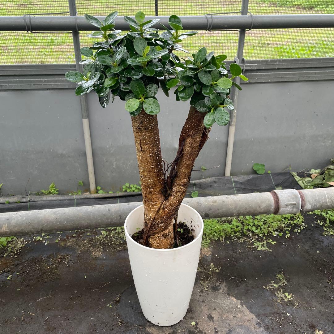 パンダガジュマル　コパンダ　接木　７号サイズ