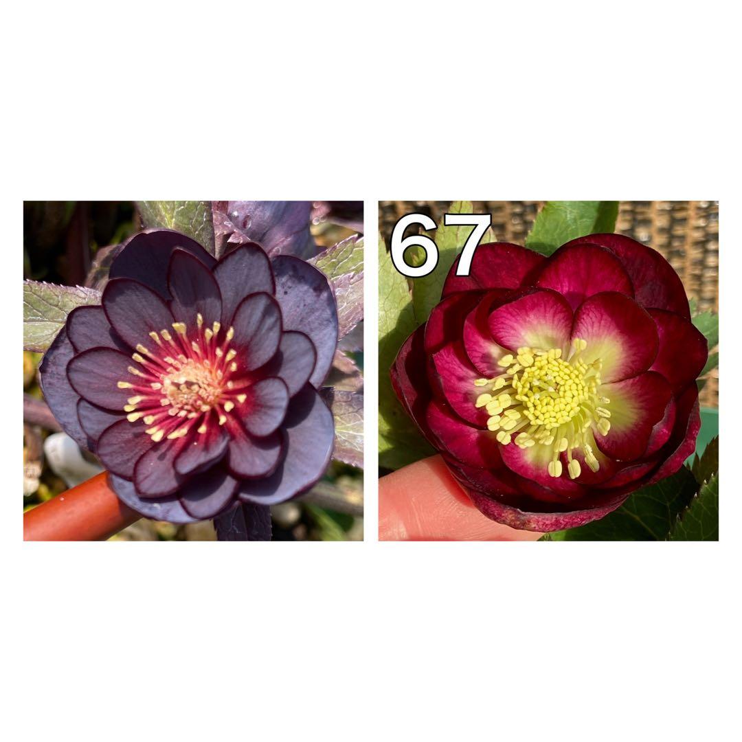 小輪ブラック赤しべ×グロッシーカラー⭐︎小輪カップ咲★クリスマスローズ苗