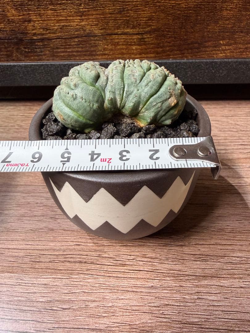 ユーフォルビアオベサ(モンスト)