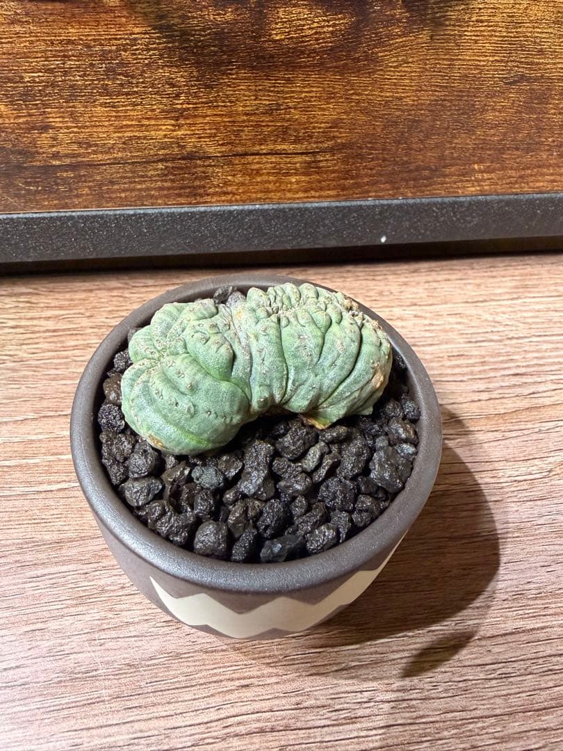 ユーフォルビアオベサ(モンスト)