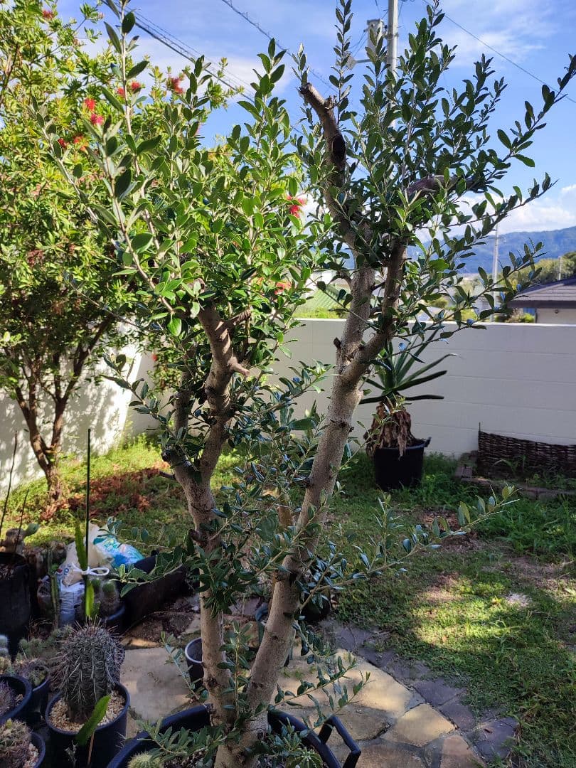 最終値下げ オリーブ特大株 引き取り限定