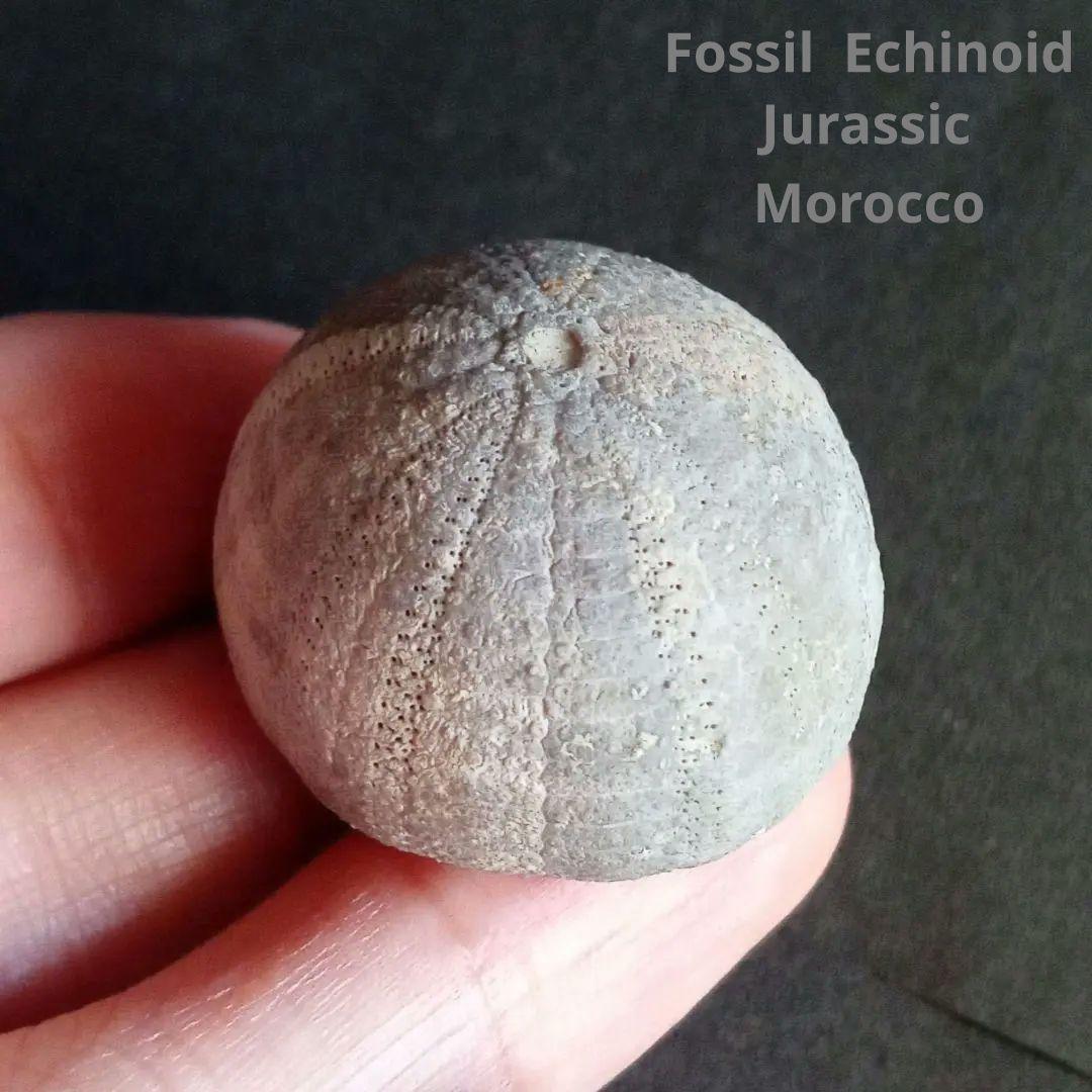 ジュラ紀　ウニ　正形類　化石標本　30mm　美麗標本　希少