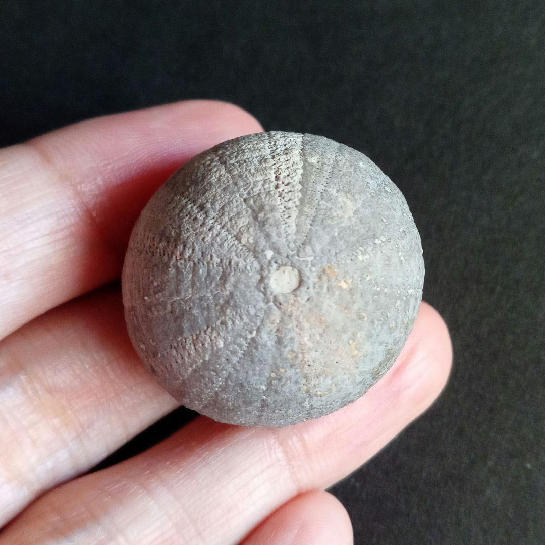 ジュラ紀　ウニ　正形類　化石標本　30mm　美麗標本　希少