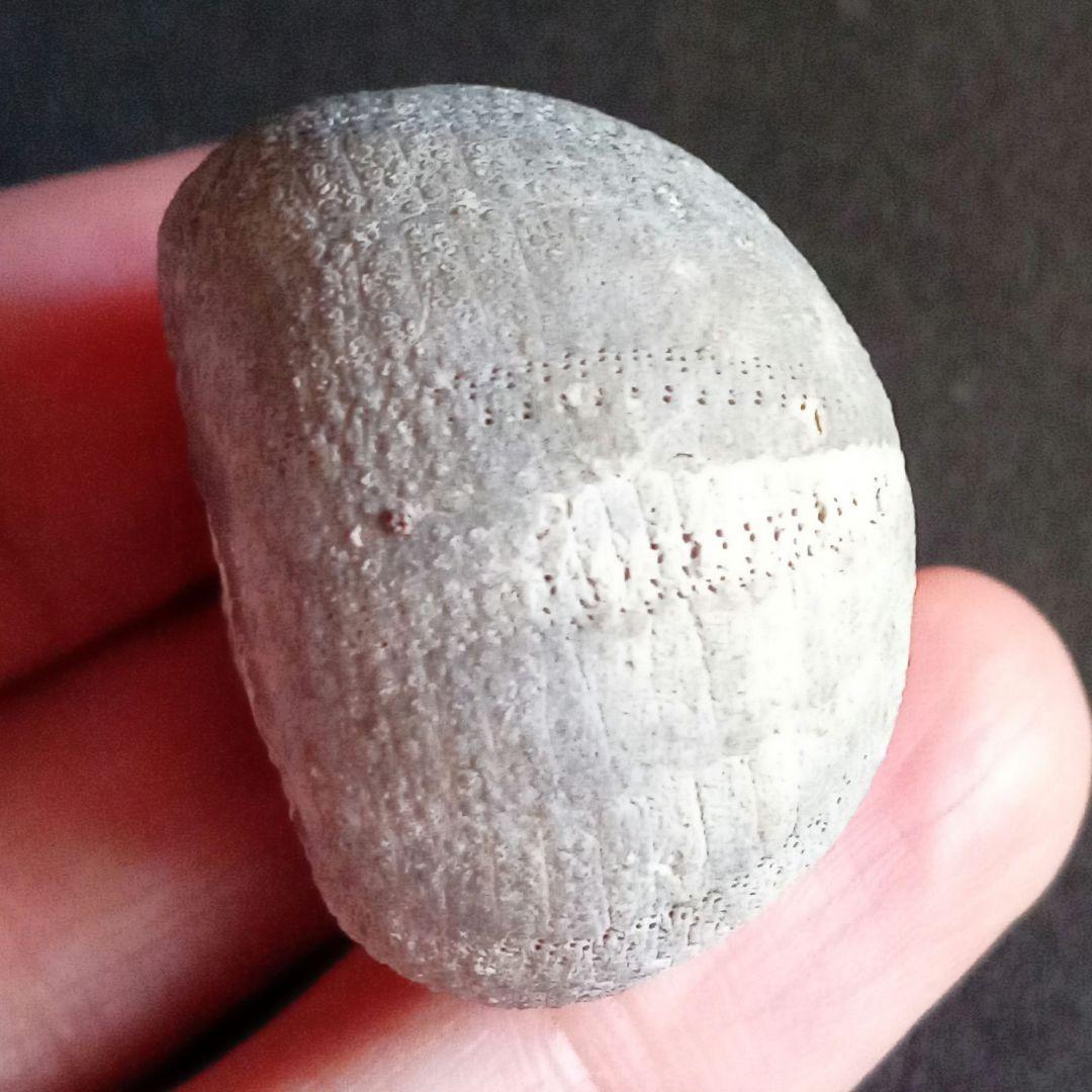 ジュラ紀　ウニ　正形類　化石標本　30mm　美麗標本　希少