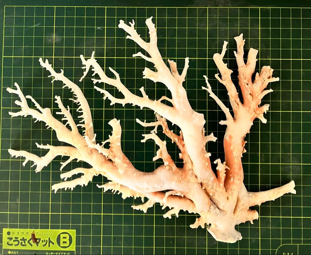 珊瑚　原木　置物　桃色珊瑚　白珊瑚