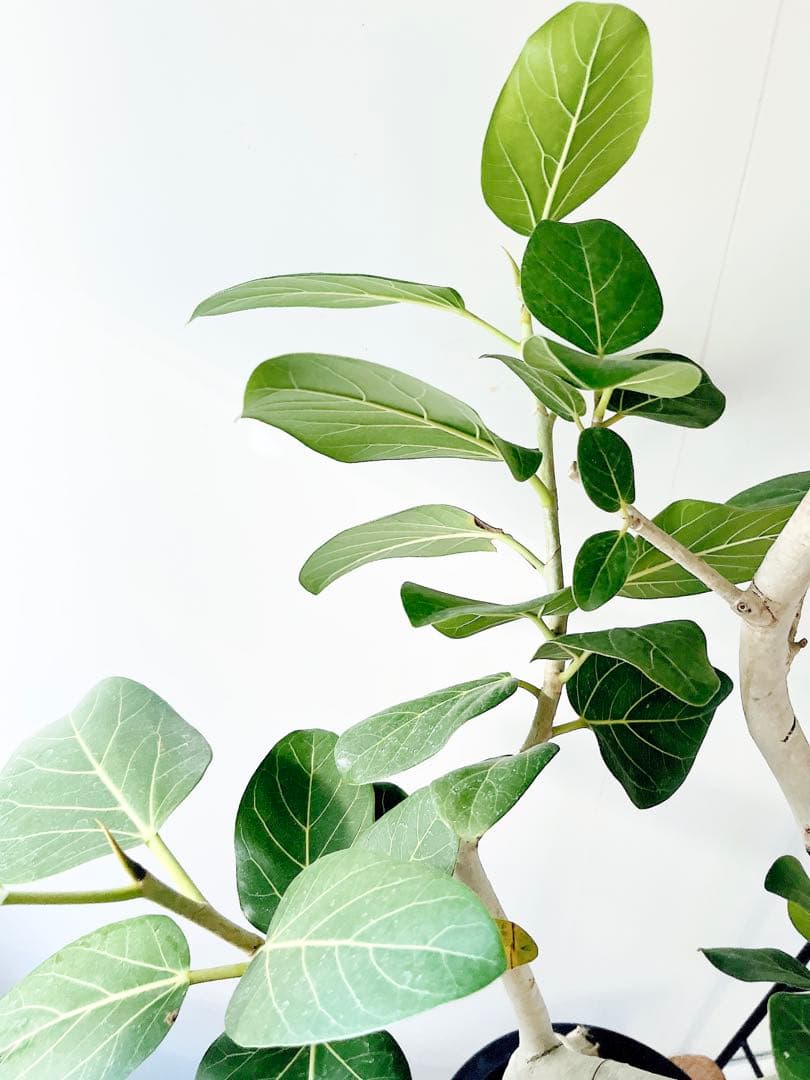 幹太 曲がり フィカス ベンガレンシス 観葉植物 大型 室内