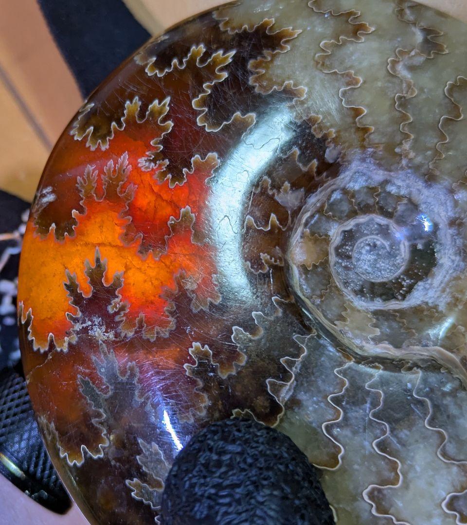 マダガスカル産　縫合糸　アンモナイト　化石　特大型　ハイクオリティ