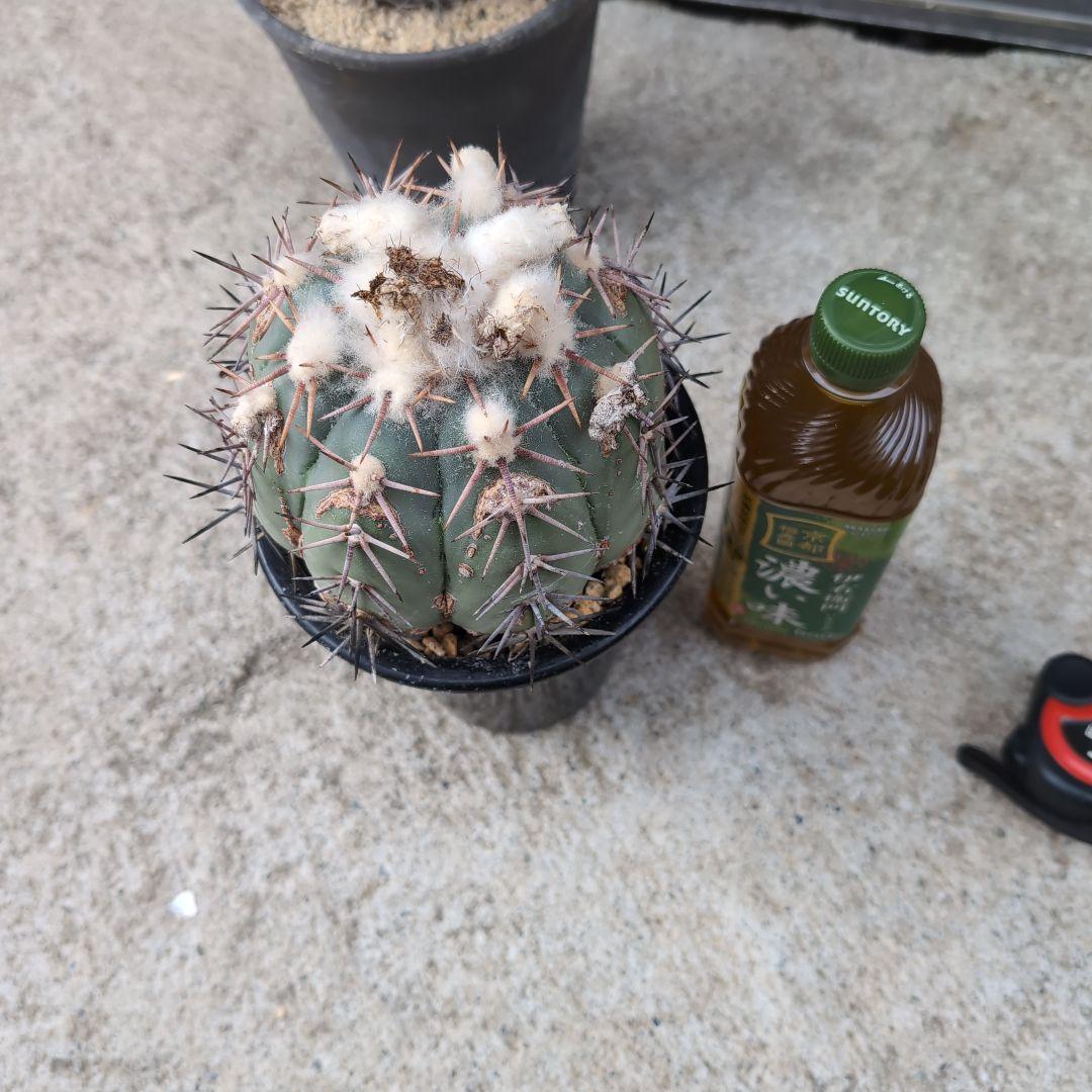 実生　古株　エキノカクタス　太平丸　鉢ごと宅急便送料込み