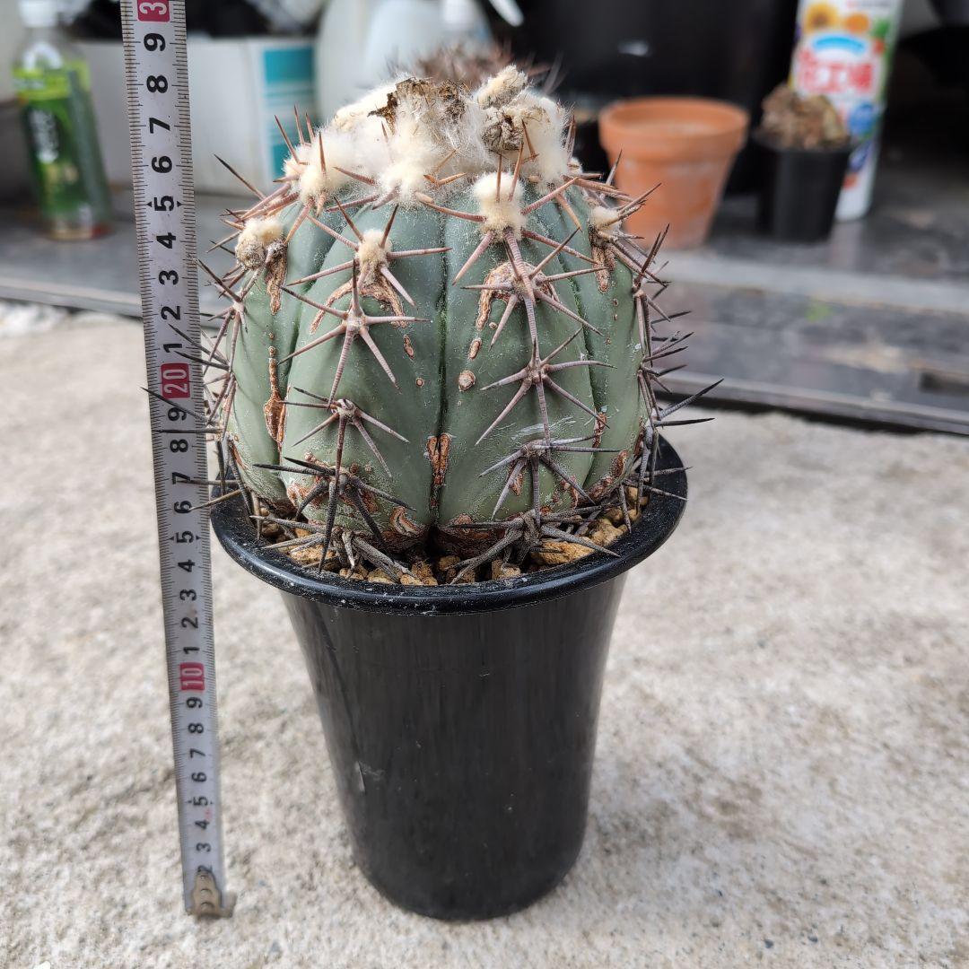 実生　古株　エキノカクタス　太平丸　鉢ごと宅急便送料込み