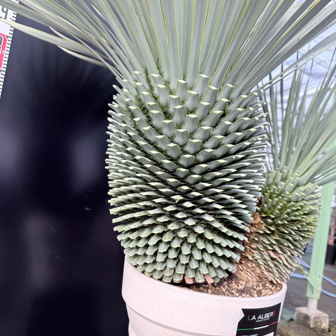 【AL-F1138】ユッカ　ロストラータ　バケモノ級　超超超極太　シルバー個体