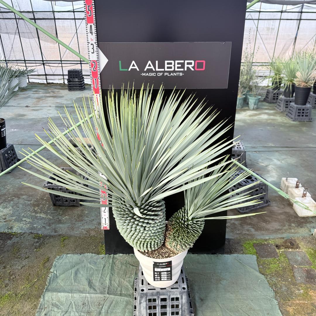 【AL-F1138】ユッカ　ロストラータ　バケモノ級　超超超極太　シルバー個体
