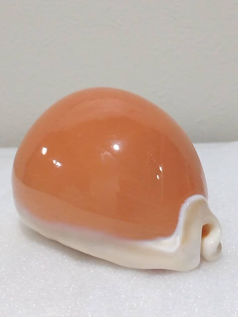 貝殻 ナンヨウダカラ(タカラガイ科)