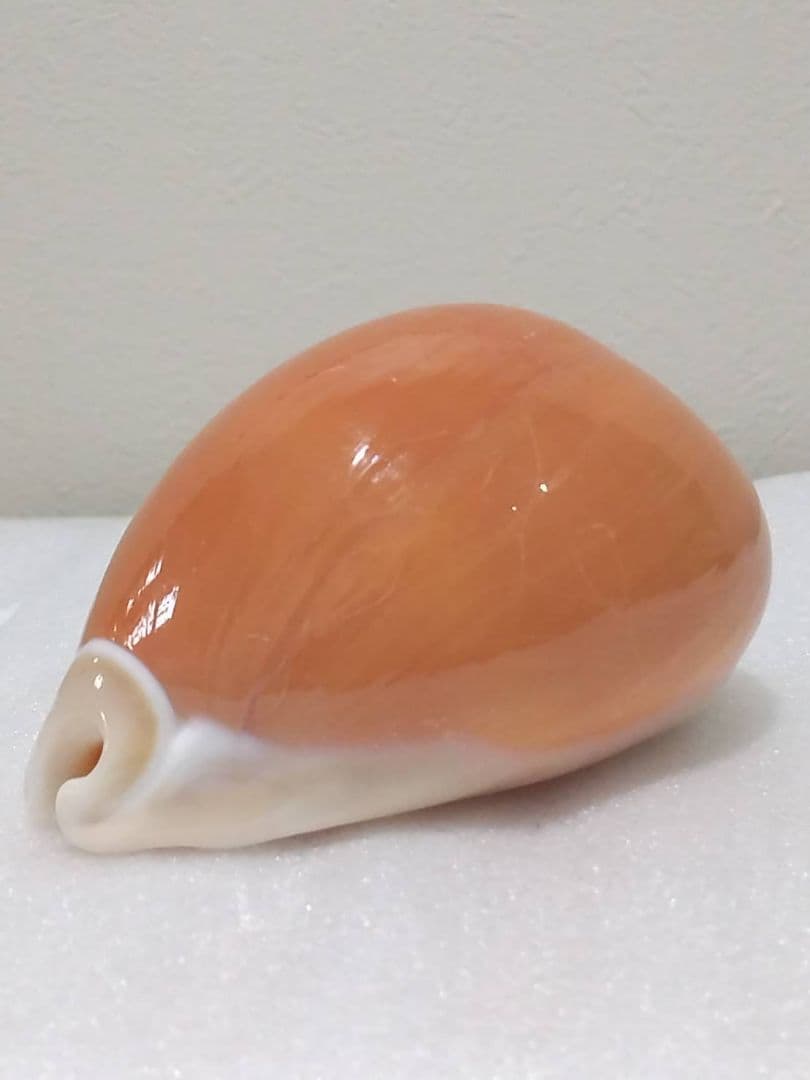 貝殻 ナンヨウダカラ(タカラガイ科)